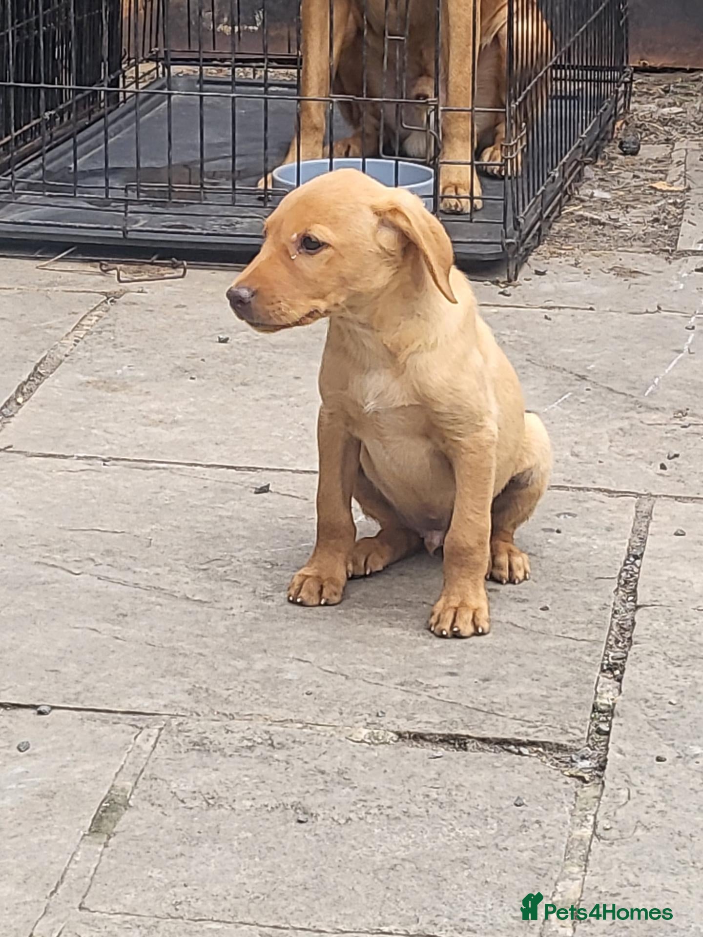 Labrador Retriever dogs Fox Red Labradors - Ready to go NOW KC Reg.  - Advert 2