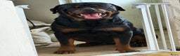 Rottweiler dogs for stud: Kc rottweiller for stud  in Sandy - Advert 12
