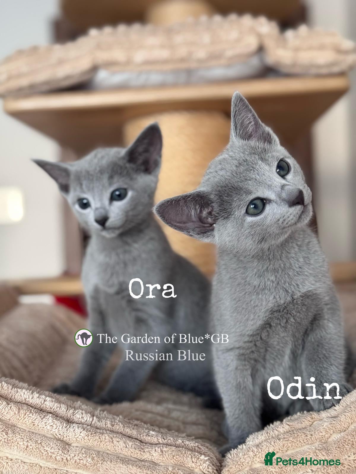 Russian Blue cats Beautiful full pedigree Russian Blue siblings  - Advert 3