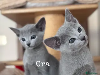 Russian Blue cats Beautiful full pedigree Russian Blue siblings - Advert 3