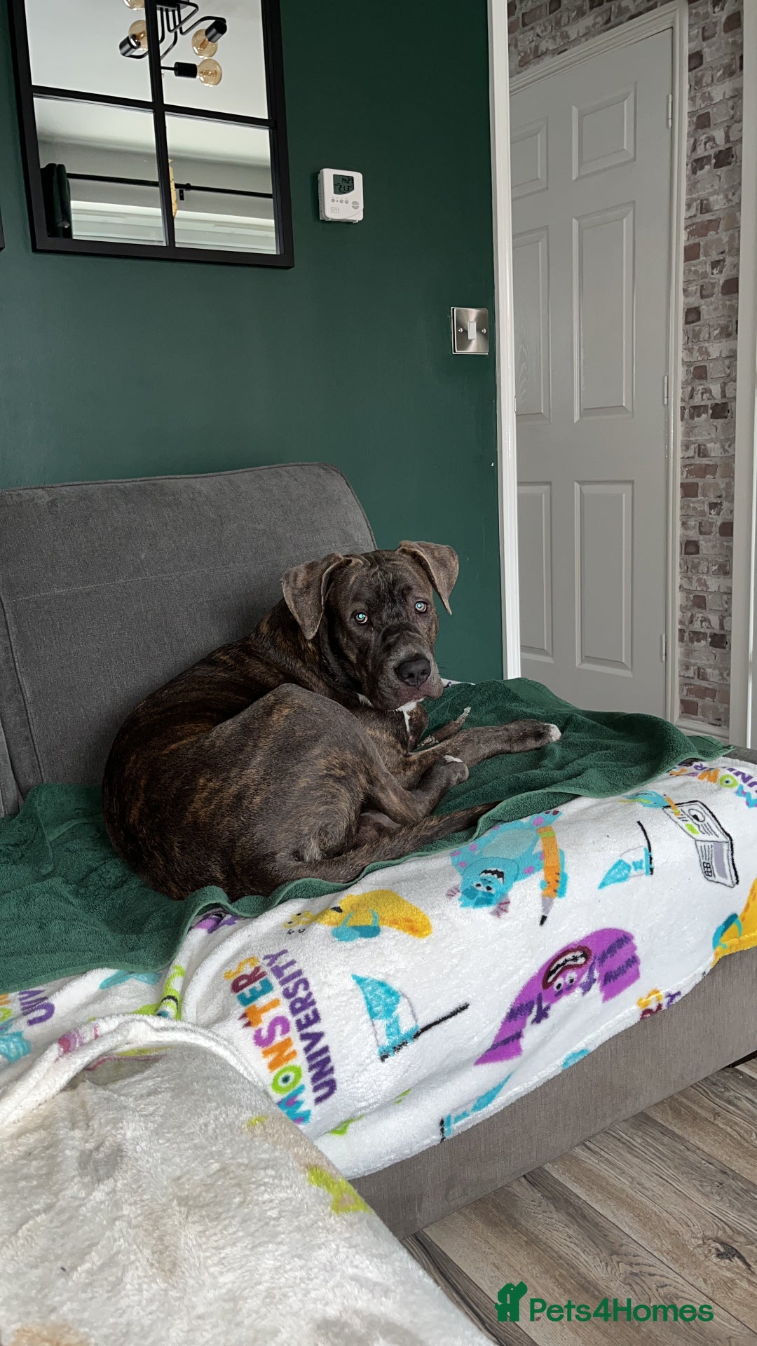 Mixed Breed dogs for sale: Corso/mastiff mix breed - Advert 9