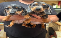 Miniature Dachshund dogs for sale: "2 Girls Left" Beautiful Mini Dachshund Puppies - Image 1