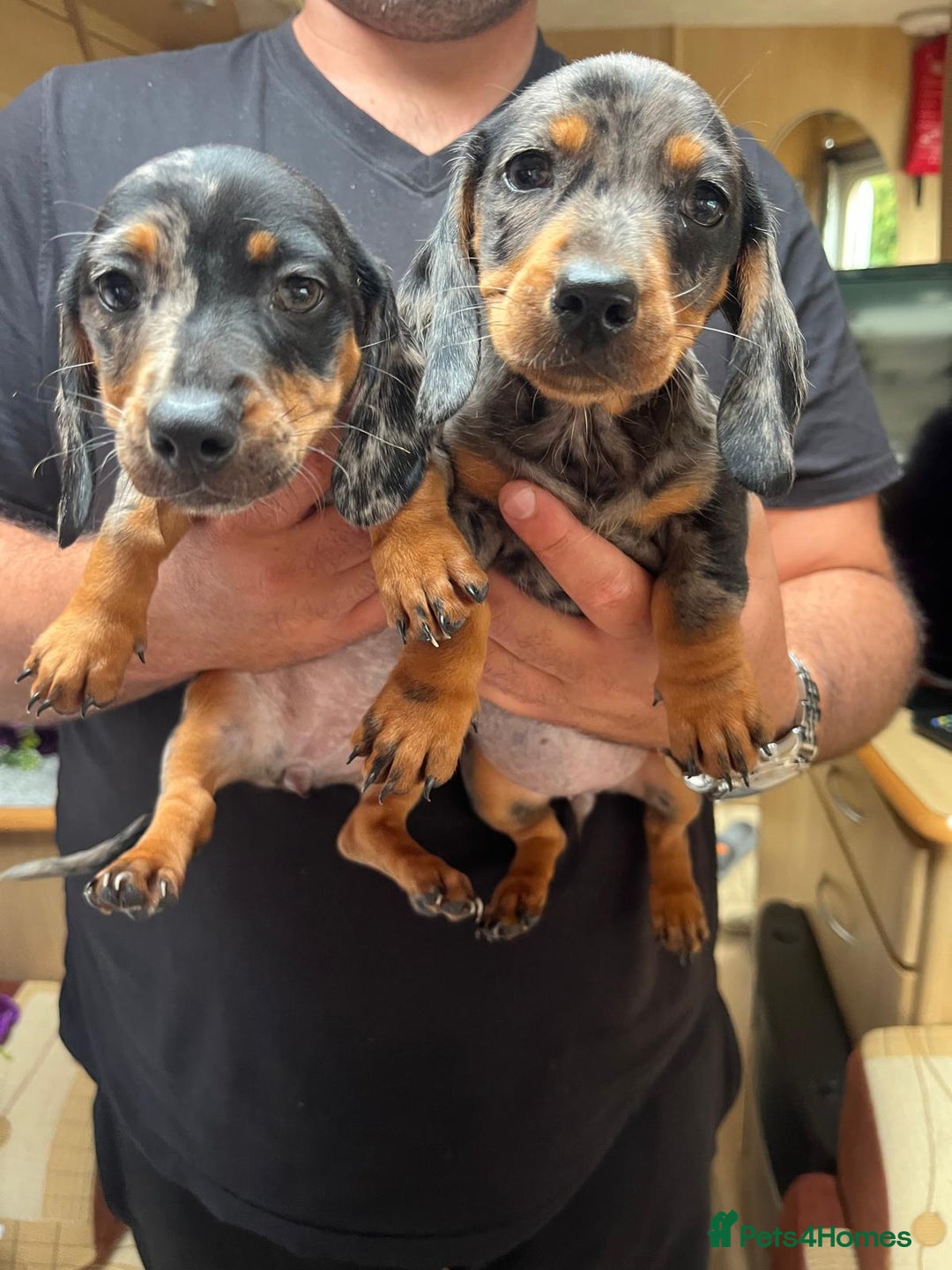 Miniature Dachshund dogs for sale: "2 Girls Left" Beautiful Mini Dachshund Puppies - Image 1
