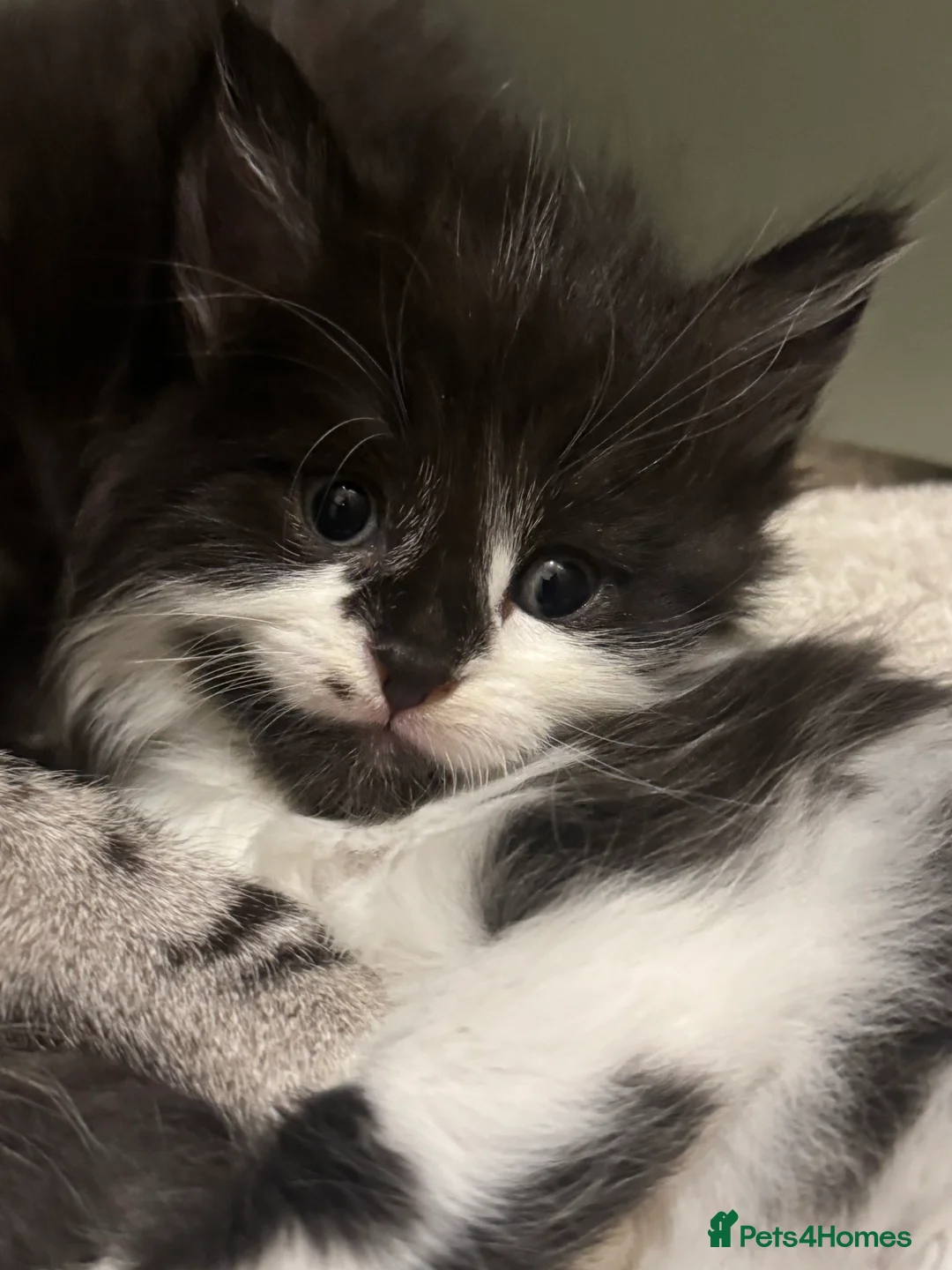 Mixed Breed cats for sale: 3/4 Maine coon long haired  - Advert 20