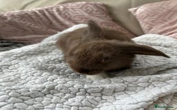 Mini Lop rabbits for sale: Chocolate girl mini lop  - Image 1