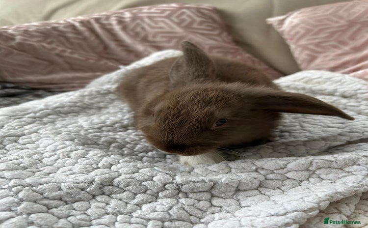 Mini Lop rabbits - Advert 9