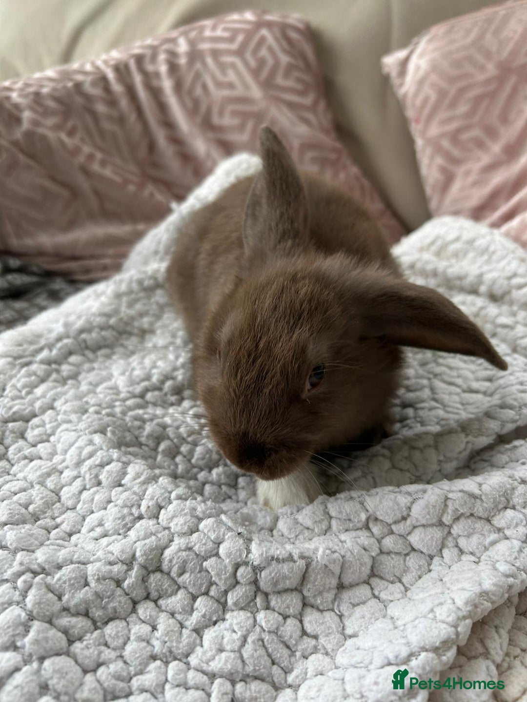 Mini Lop rabbits for sale: Chocolate girl mini lop  - Image 1