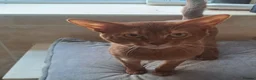 Abyssinian cats for sale: Abyssinian boy looking for a new home - Advert 4