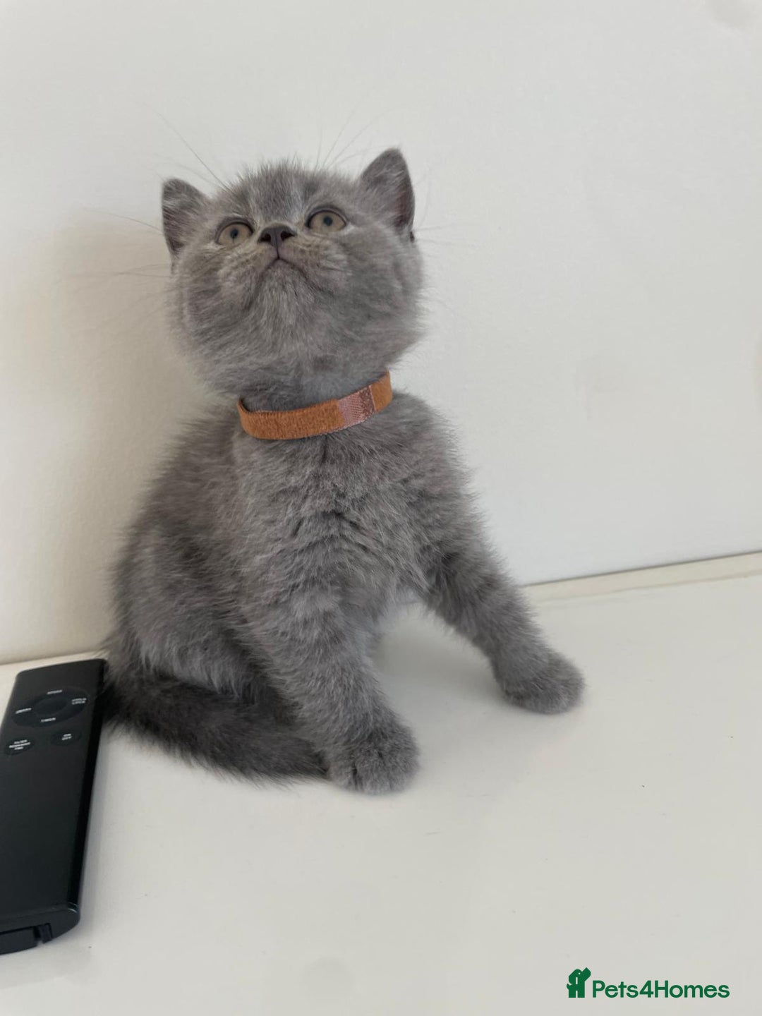 Scottish Fold cats for sale: Very Friendly Kittens, Pedigree Scottish Fold  - Advert 23