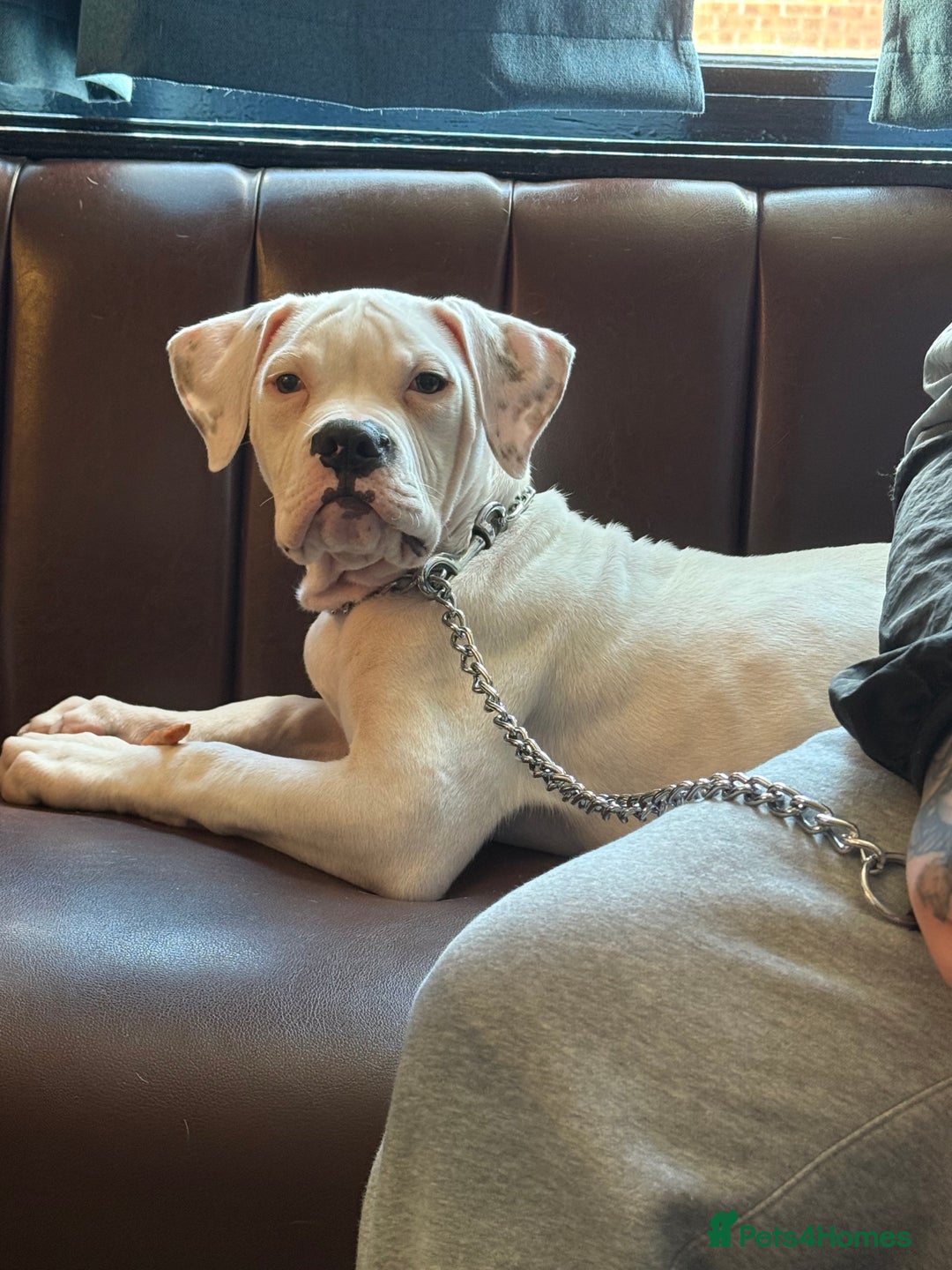 American Bulldog dogs for sale: Male American Bulldog  - Image 6