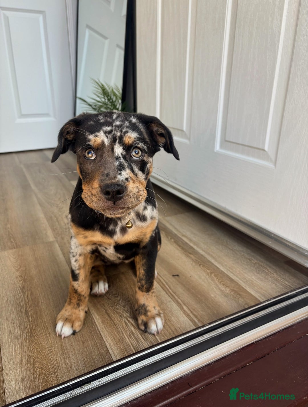 Mixed Breed dogs for sale: Bullweiler puppy  - Image 5