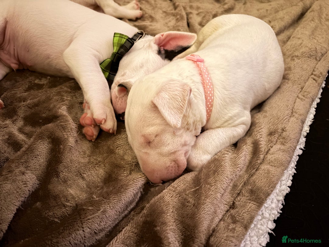 English Bull Terrier dogs for sale: ⭐️Ready Now ⭐️KC Champion EBT Pups ⭐️ - Advert 10