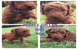 Miniature Poodle dogs for sale: Female Red miniature poodle puppy - Image 3