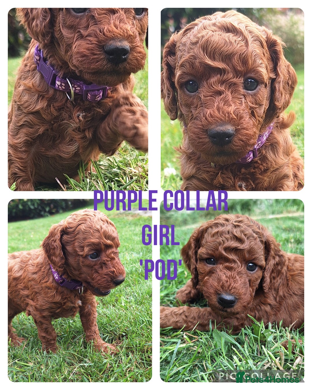 Miniature Poodle dogs for sale: Female Red miniature poodle puppy - Image 3
