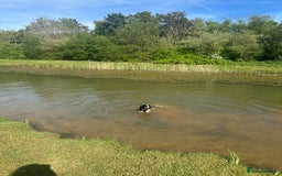 English Springer Spaniel dogs for sale: Male Springer Spaniel, Serious people only!!!!!!  - Image 4