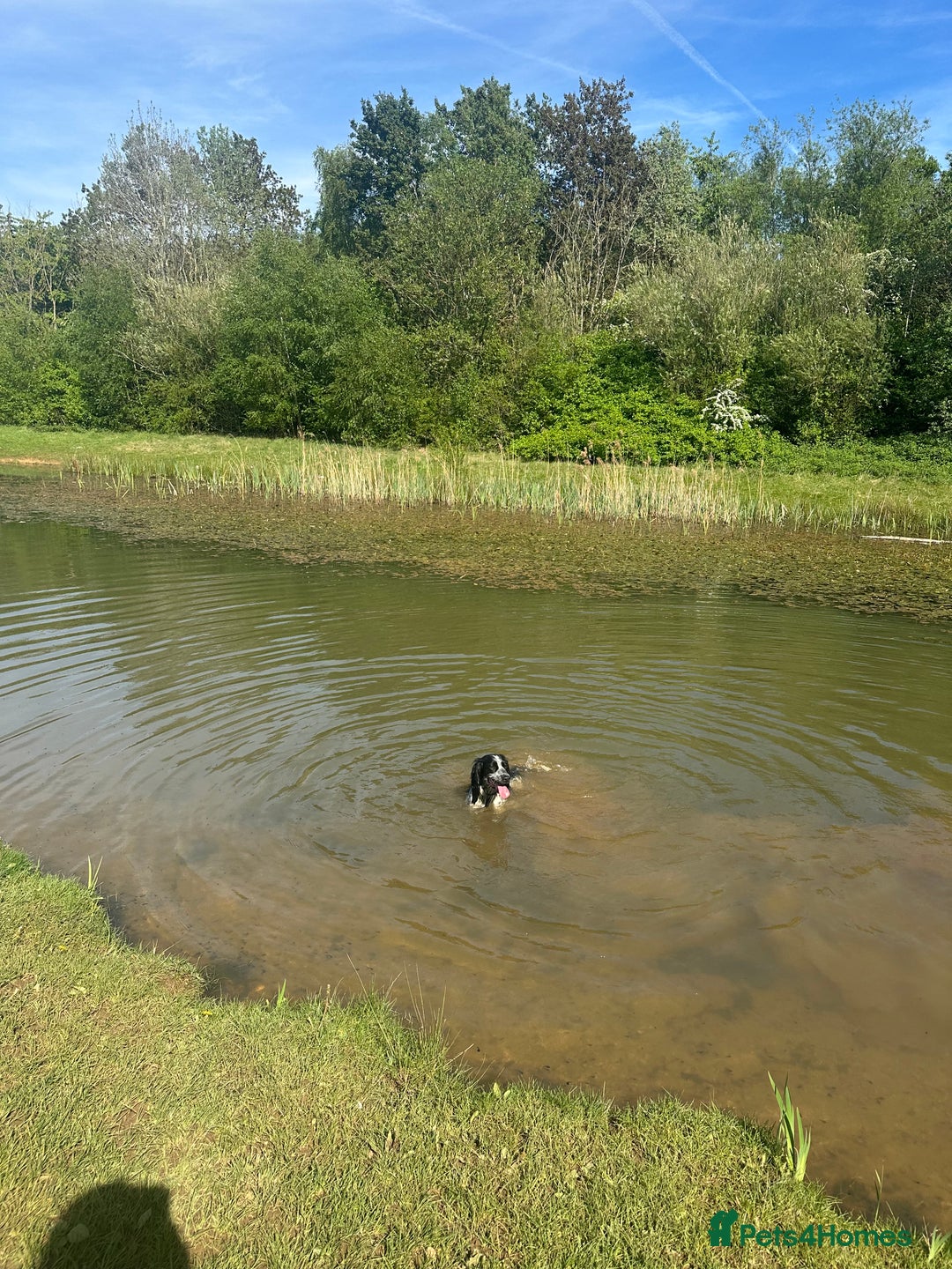 English Springer Spaniel dogs for sale: Male Springer Spaniel, Serious people only!!!!!!  - Image 4