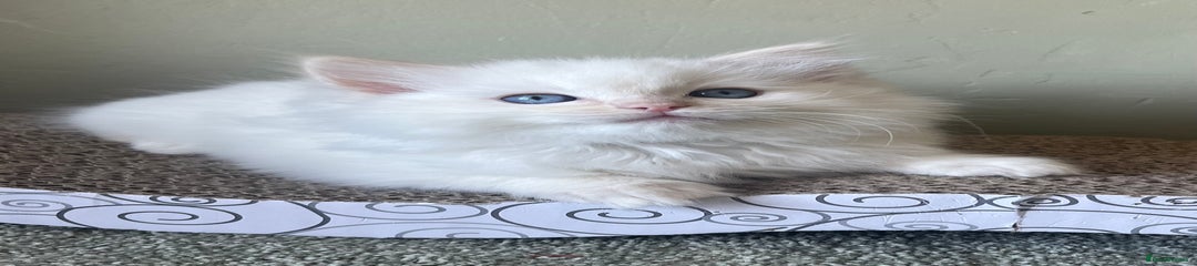 Ragdoll Kitten 4