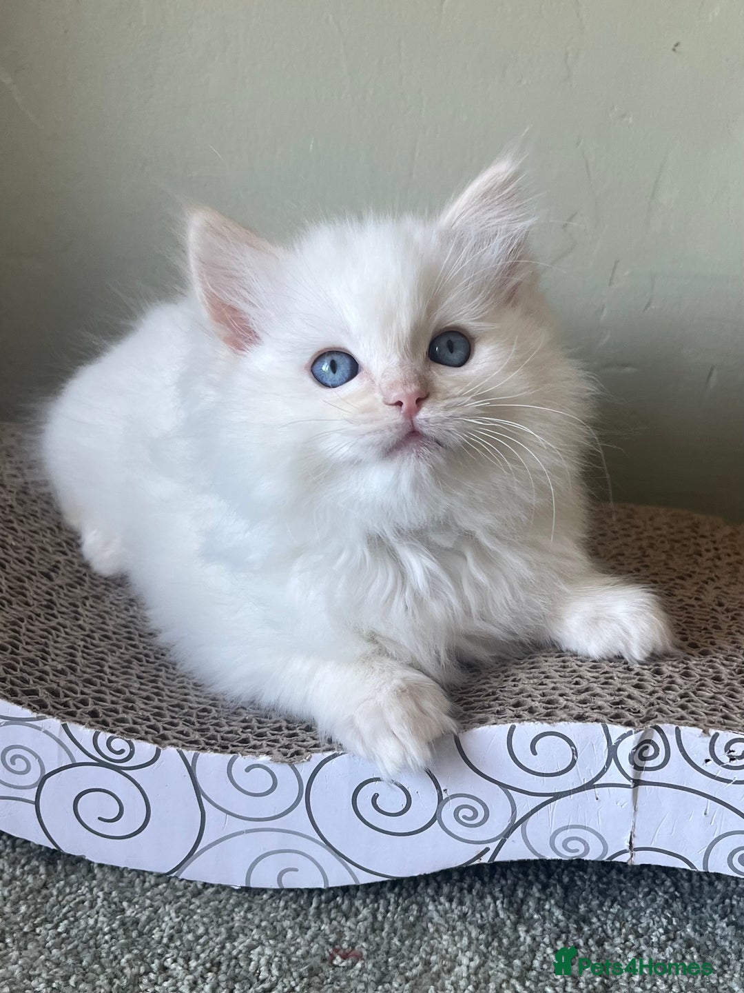 Ragdoll cats for sale: Cream point boy ready now in Lincoln - Image 3