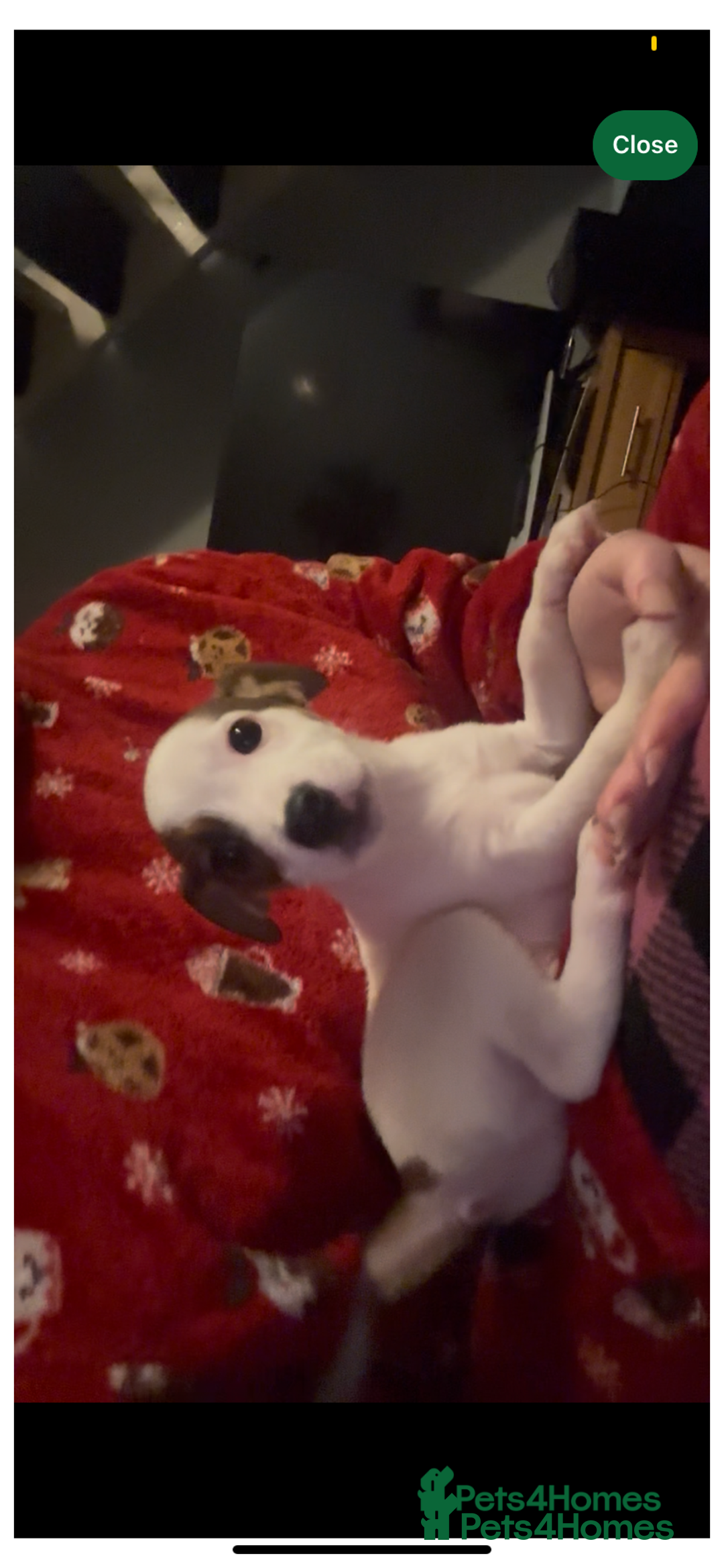 Jack Russell dogs for sale: Jack Russel puppies  - Advert 8