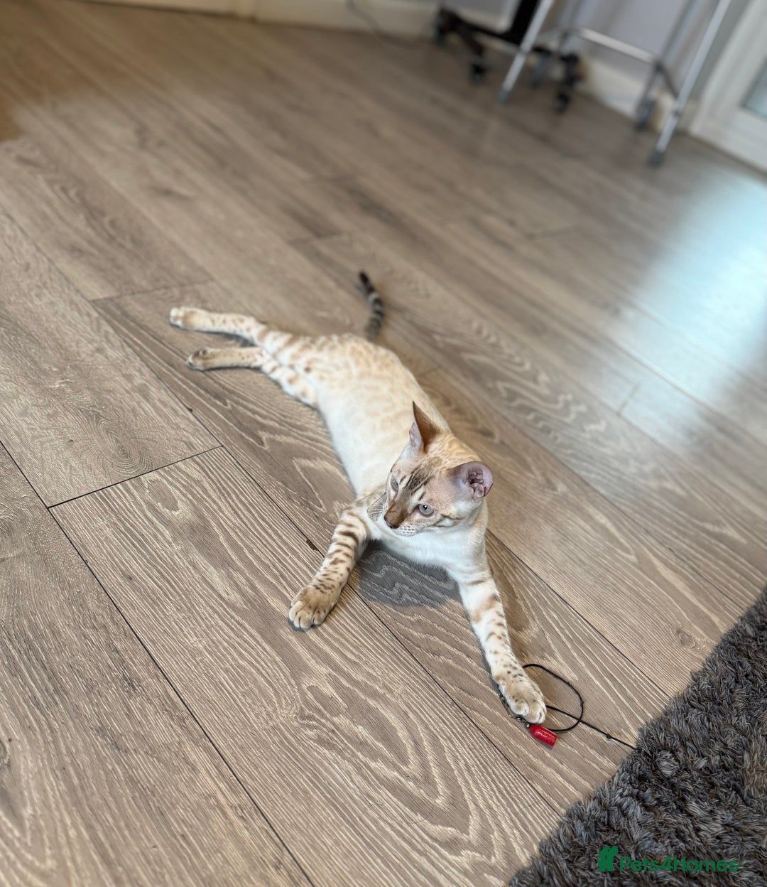 Bengal cats for sale: TICA registered snow lynx Bengal Kittens in Reading - Image 5