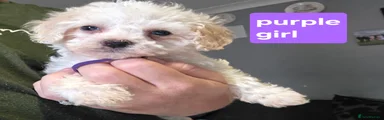 Cockerchon Puppy 9 (purple)