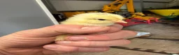 Chickens poultry for sale: Mixed Unsexed Chicks  - Advert 4