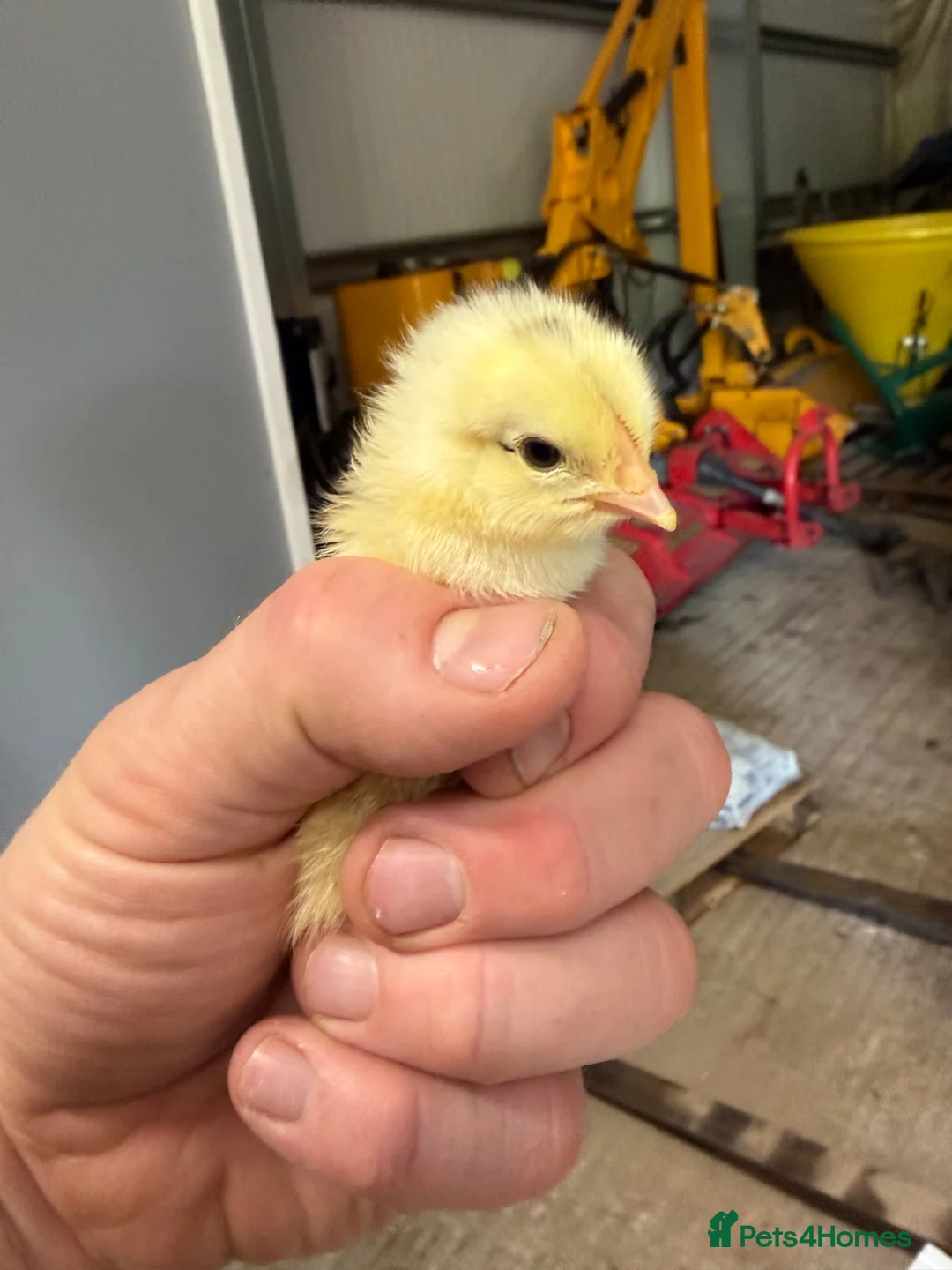Chickens poultry for sale: Mixed Unsexed Chicks  - Advert 4