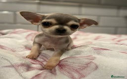 Chihuahua dogs for sale: Chihuahua puppies for sale  - Image 1