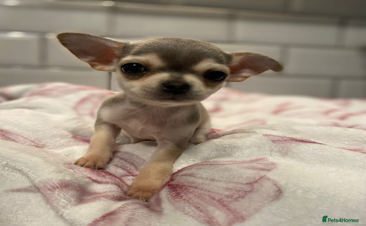 Chihuahua dogs - Advert 7