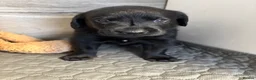 Labrador Retriever dogs for sale: KC Reg.Parents Fully Health Tested.Ready Now - Advert 23