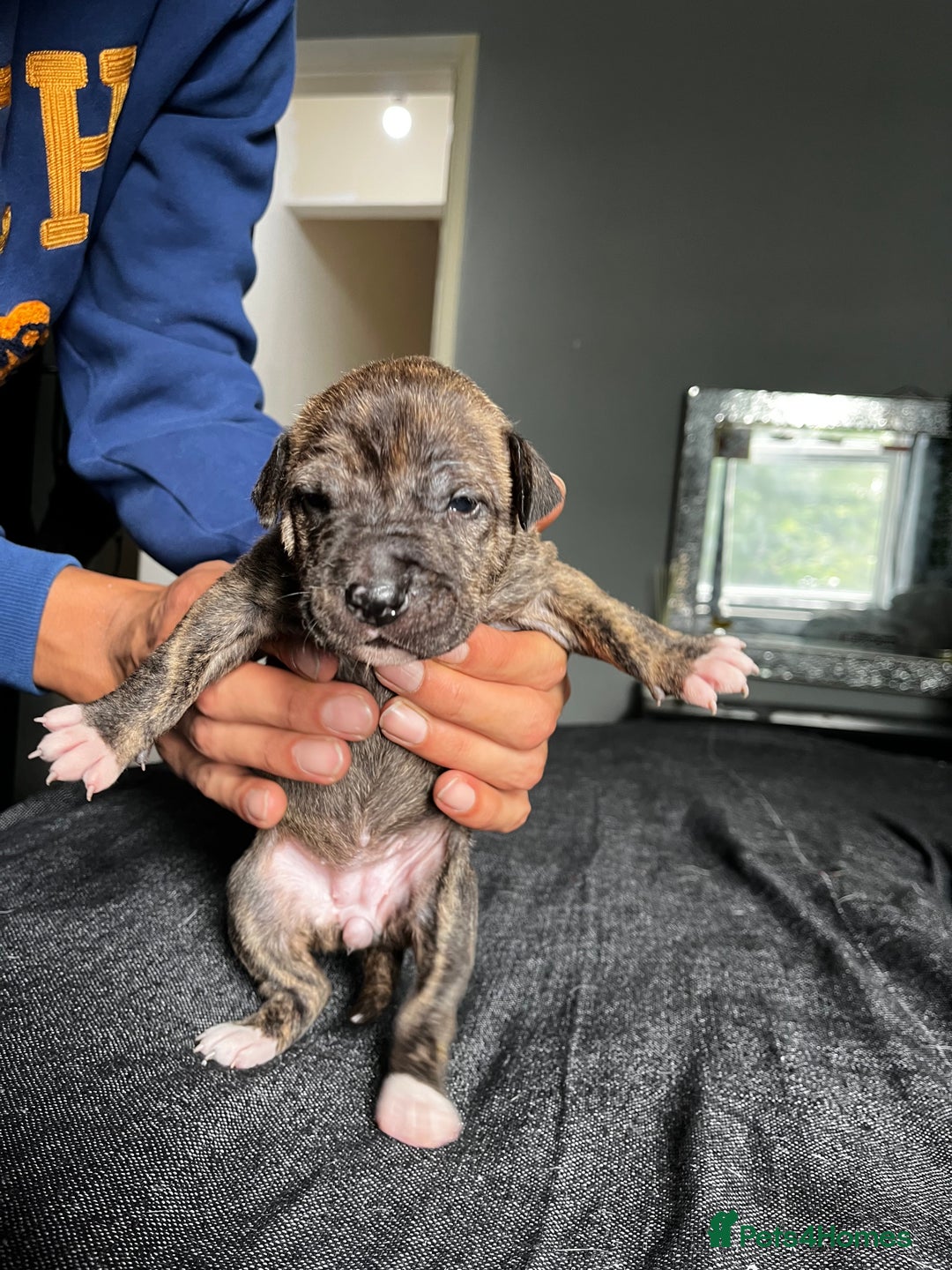 Mixed Breed dogs for sale: American bulldog staffy 🏡 - Image 2