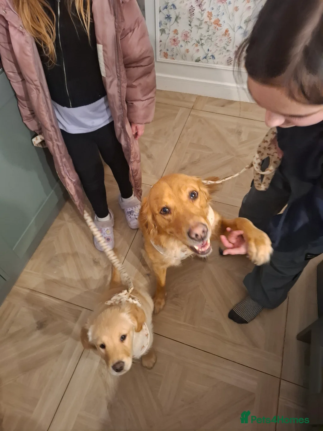 Golden Retriever dogs for sale: KC registered golden retriever - Advert 2