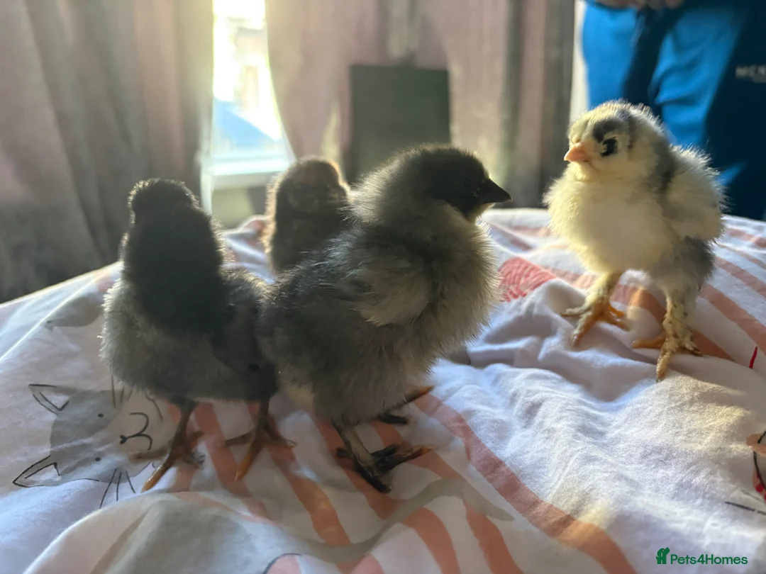 Chickens poultry for sale: Chicks  in Birkenhead - Advert 1