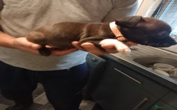 Staffordshire Bull Terrier dogs for sale: Blue and brindle staffy puppies  - Image 2