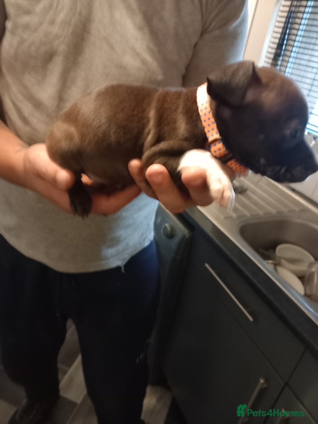 Staffordshire Bull Terrier dogs for sale: Blue and brindle staffy puppies  - Image 2