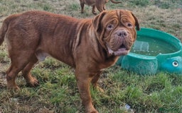 Dogue De Bordeaux dogs for sale: 1 Male & 1 Female Dogue De Bordeux  - Image 2