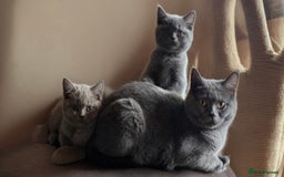 British Shorthair cats for sale: Cute British Shorthair Kittens - Image 7