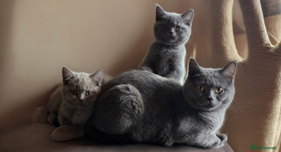 British Shorthair cats for sale: Cute British Shorthair Kittens - Image 7