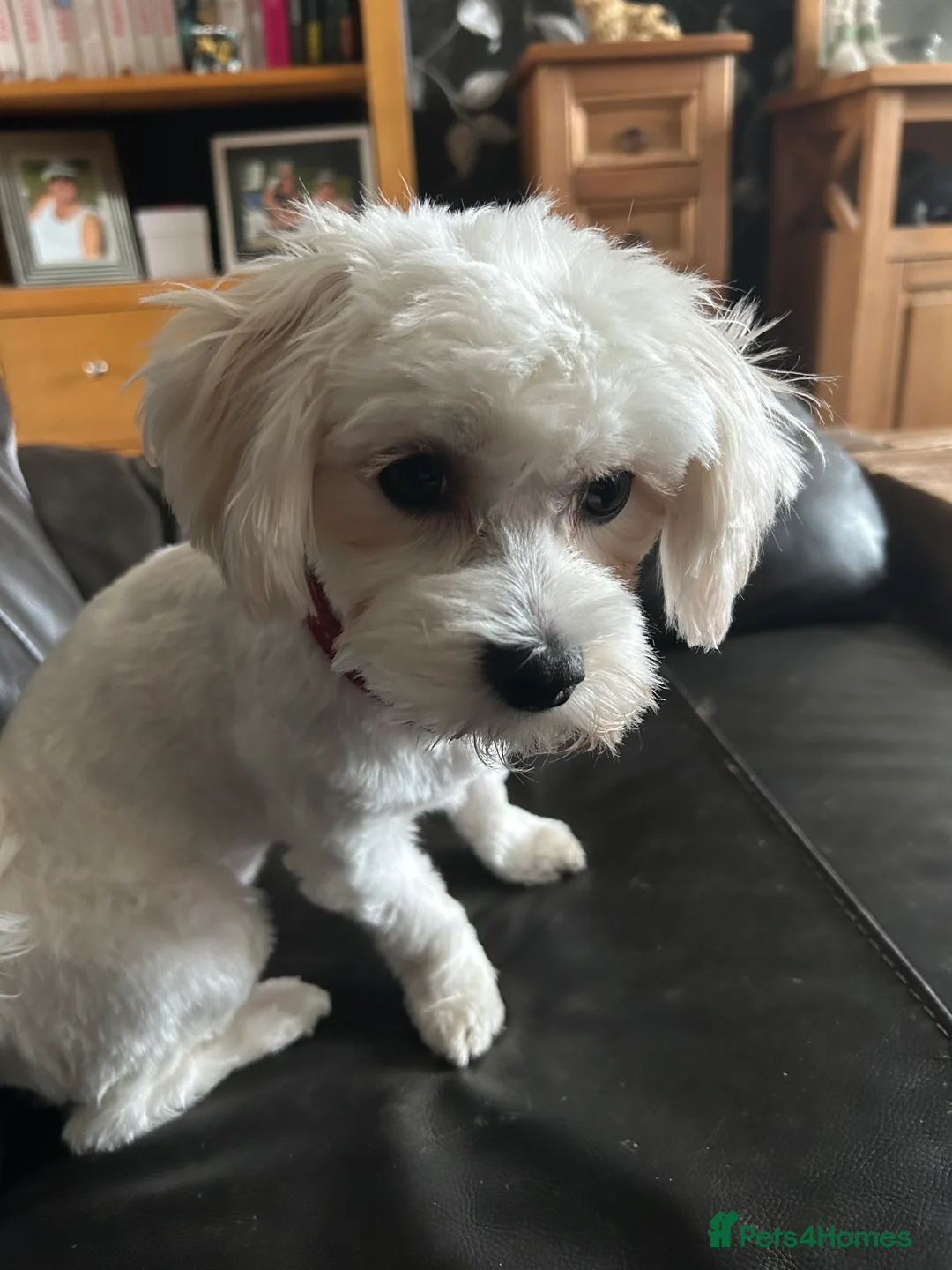 Mixed Breed dogs for sale: Gladys is looking for a new home  - Advert 5