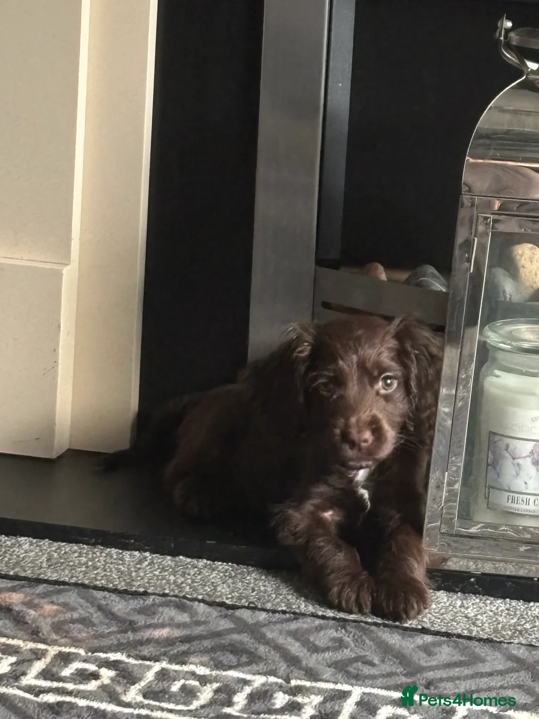Cocker Spaniel dogs for sale: 3 beautiful cocker spaniel puppy’s  - Advert 6