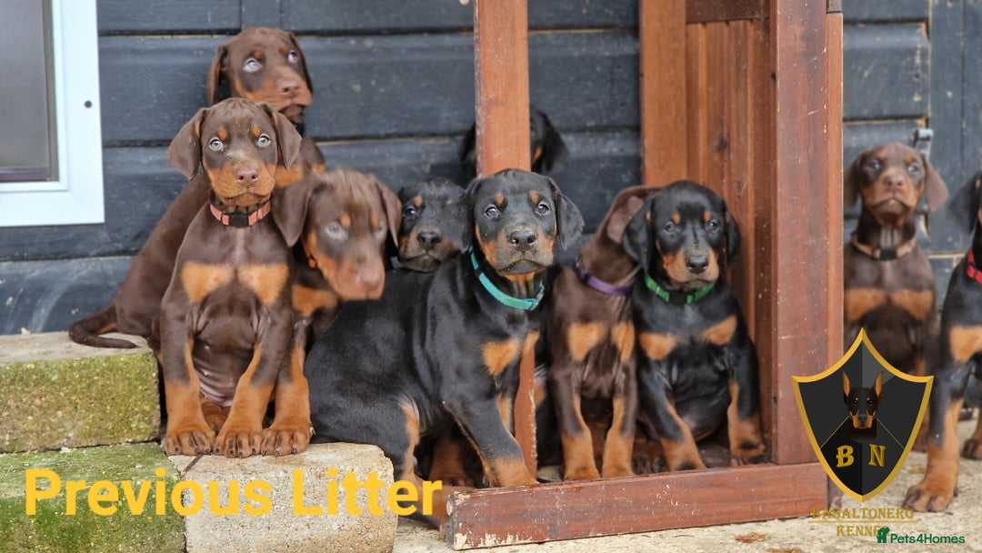 Dobermann dogs for sale: 🐾 Upcoming Dobermann Litter – Due 24th October 🐾 - Image 3
