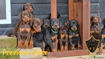 Dobermann dogs 🐾 Females available/KC reg🐾 Top Pedigree - Advert 10