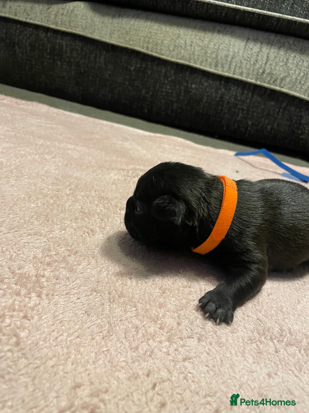 French Bulldog dogs for sale: 7 beautiful male French bull dog pups - Image 17