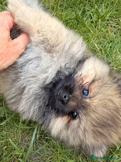 Pomeranian dogs 2 amazing males available - Advert 2