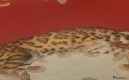 Bengal cats for stud: Stunning Male Bengal Stud 🌟TICA REGISTERED🌟 in Wolverhampton - Image 11