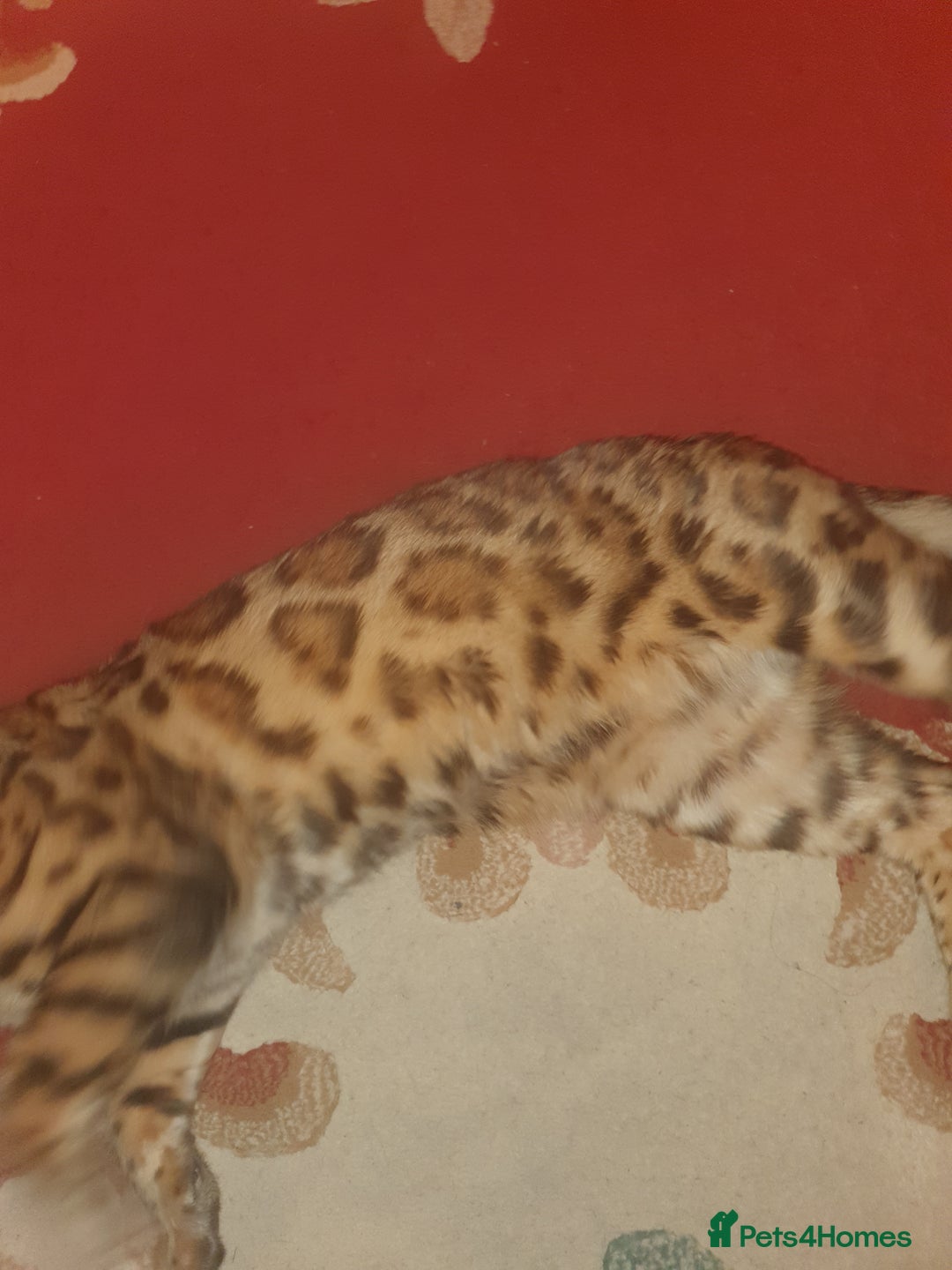 Bengal cats for stud: Stunning Male Bengal Stud 🌟TICA REGISTERED🌟 in Wolverhampton - Image 11