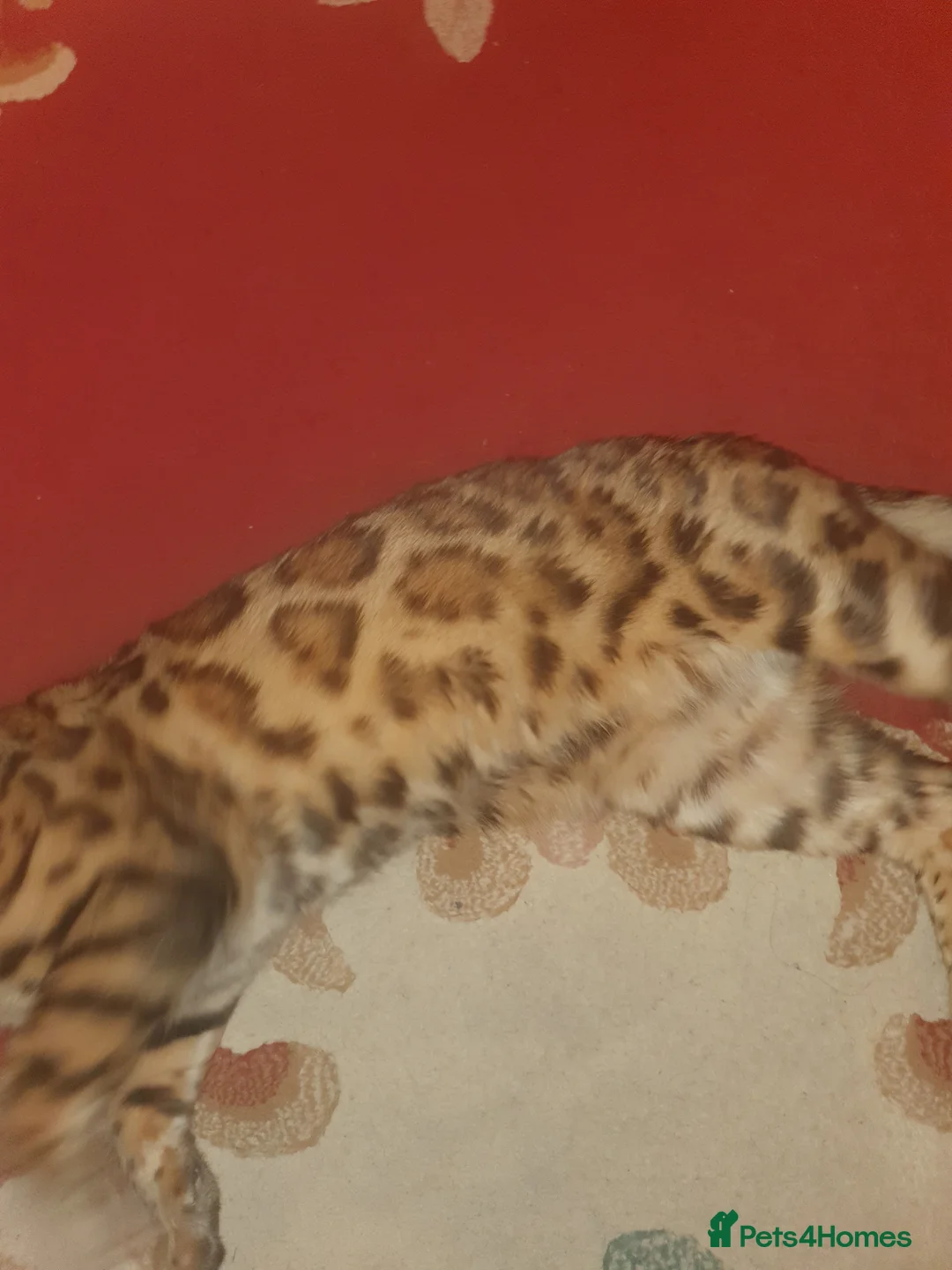 Bengal cats for stud: Stunning Male Bengal Stud 🌟TICA REGISTERED🌟 in Wolverhampton - Advert 11