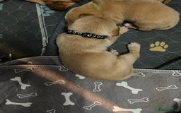 Labrador Retriever dogs for sale: Stunning fox-red labs 4boys left for sale  - Image 6