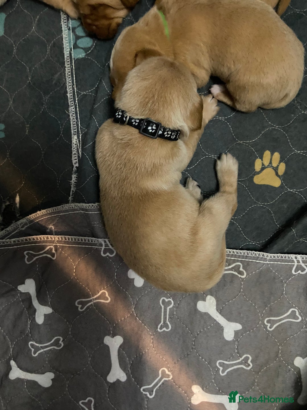Labrador Retriever dogs for sale: Stunning fox-red labs 4boys left for sale  - Image 6