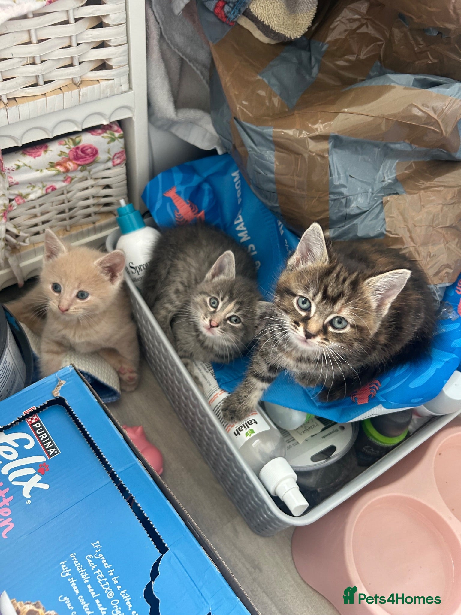 Mixed Breed cats 3 stunning boy kittens for sale.  - Advert 1